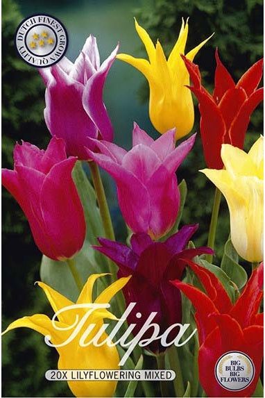 Tulip Lily Blooming Mix 20-pakning